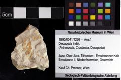 Foto (Objket + Etiketten) von Decapoda indet. 